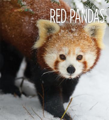 Red Pandas (Living Wild)