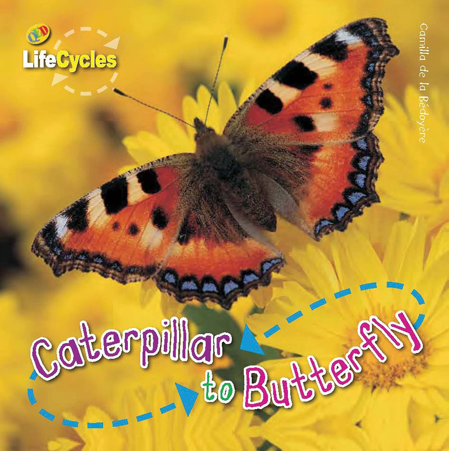 Caterpillar To Butterfly (LifeCycles)